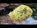 lần đầu tiên được bắt tổ ong đá khủng 17 sáp mật|catching a huge stone honeycomb 17 honey wax