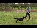 My 3 Favourite Recall Exercises For Gundogs