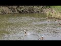 Ducks Swimming On Lake #animallover #wildlife