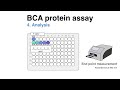 How to determine the protein concentration with the BCA Protein Assay