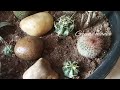 Unboxing cactus varieties/free gift-blossom corner/#lowcostplants online sale