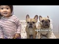 What Do My Dogs And Baby Do Every Morning? My Dogs Morning Routine