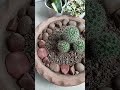cactus ke seeds ko lagayi/ गार्डनिंग work/कुछ प्लांट की reporting ki #mansi ki hobby#