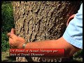 How To Keep Pecan Trees Healthy
