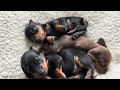 Cute Mini Dachshund puppies.