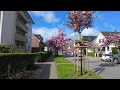 4K Walk in ELMSHORN, Germany 🇩🇪 | 2024 | Beautiful Cherry Blossom outside Ugly City Center