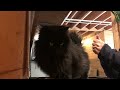 Why Train Cat Grooming?