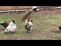 Rooster Protecting Flock