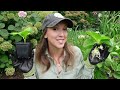 How to Propagate Hydrangeas!!! A Quick, Easy, and Effective Way to Propagate Unpatented Hydrangeas