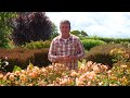 The Garden Gurus - Growing Innovation   Flower Carpet Roses