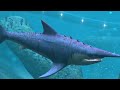 Helicoprion - The Shark You Won’t Believe Existed