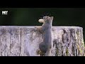 Cat TV for Cats to Watch 😻 Squirrel Sings.Birds in Christmas Wonderland 🐿️ 1 Hours 4K HDR