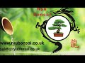 Japanese White Pine Bonsai