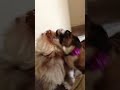 My two dogs play fighting￼