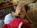 Determined Malinois puppy retrieves his toy