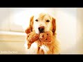 Dog Music: Relaxation Therapy | 3 HOURS of The Best Anti-Anxiety Music for Dogs!