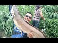 umpan jitu mancing ikan patin strike ikan keli monster || Galatama lele