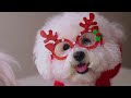 Merry Christmas Therapy Music for Dogs 🎄 Music to Help Your Dog Sleep | Dog Calming Music