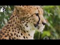 cheetah Fastest Animal Amazing Facts
