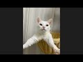 😂 Funniest Cats and Dogs Videos 😺🐶 || 🥰😹 Hilarious Animal Compilation №294