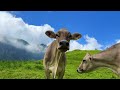 How do people live in remote Swiss villages? far from civilization in the Alps!! full movie