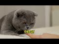 7 Reasons You SHOULD NOT Get A British Shorthair Cat