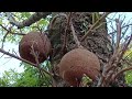 Beauty of Nature - Couroupita Guianensis Aubl. or Cannonball