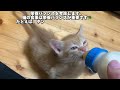 殺処分寸前の子猫にミルクを与えました。【保護猫】