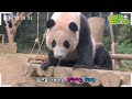 (SUB) The 800th Day After A Panda Was Born│Panda Family🐼