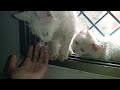 A kitten cleans other sick kitten #kittens #cat #catlover #cute #kittencats #cutecat #pets