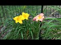 The Daylilies Are In Bloom - 2024