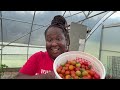My Tomatoes Keep Falling...+ Evening Garden Harvest