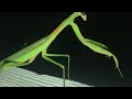 I Found A Praying Mantis 😀