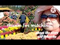 Iksan chrysanthemums flowers festival #Part 2