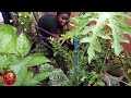 GARDEN CHRONICLES  Growing In Extreme Heat And Limited Water 🥵Small Space Gardening Oasis