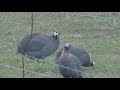 Guinea Fowl Play