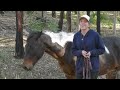 No  Saddle? Did This Work? 🐴Australian Horse Training