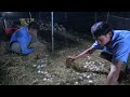 Duck | Đàn vịt đẻ chạy đồng nhiều khủng của tỉ phú trẻ .Vietnamese Duck TV