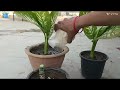 How To Take Care of Dieffenbachia// Propagation डिफनबेकिया की कटिंग लगाना सीखें, कोई नहीं बतायेगा।।