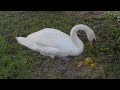 Male Mute Swan Ate the Mango I Told Him To || GOD'S CREATIONS