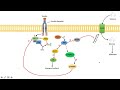 Insulin Signaling Cascade and Downstream Effects - Biochemistry Lesson
