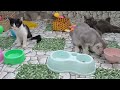 You Laugh You Lose😹Funniest Dogs and Cats 2024😻🐶