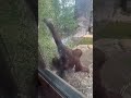 Orangutan displaying incredible intelligence