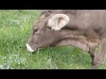 Hiking with Cows | Nature Sounds | Relaxing Ambience with Animals