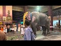 Paramekkavu Devi temple utsavam || Thrissur pooram 2024 || Paramekkavu utsavam
