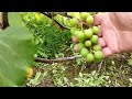 Выращивание винограда на Сахалине