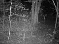 March 13th 2012 trail cam 1 doe 843pm.mpg