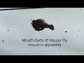 Hi, Do you know? it is very easy to Take out Mouth Parts (Proboscis) of House Fly? Let's see how!