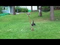 Cat chasing a squirrel