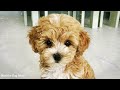 The dog becomes calm💖🐶 Sleep music, Separation Anxiety Music, Relax your dogs